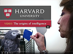 talking parrot